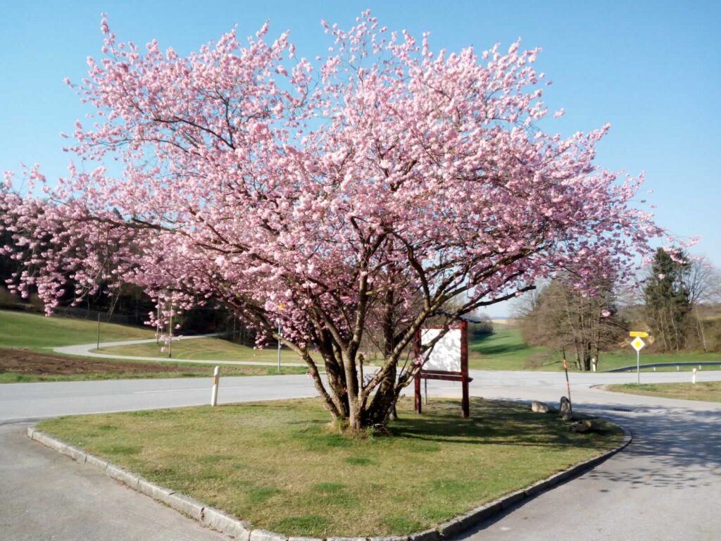Blühender Baum am Gasthof